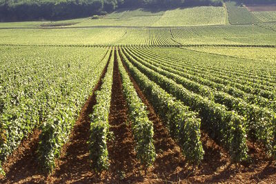 Scenic view of agricultural field