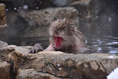 Monkey in hot spring 