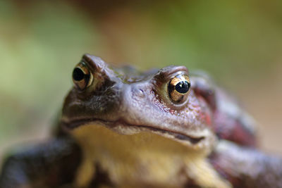 Close-up of frog