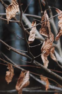 Close-up of dried leaves on branch