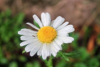 Close-up of yellow flower