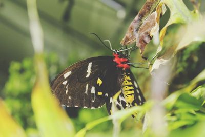 Close-up of butterfly on plant