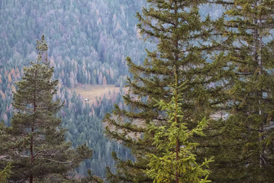 Panoramic view of pine trees in forest