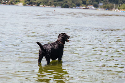 Black dog in a lake