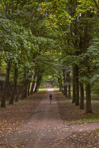 Rear view of person walking on footpath amidst trees in forest
