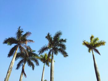 Low angle view of palm trees against clear blue sky