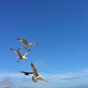 Low angle view of seagull flying against blue sky