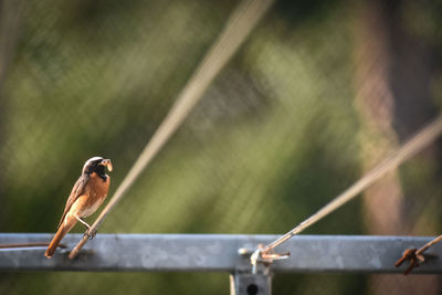 Close-up of bird perching on railing