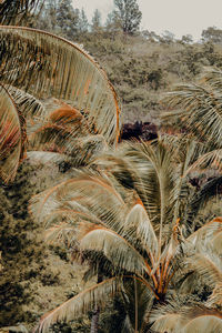 Palm tree in field against sky