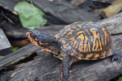Close-up of turtle on wood
