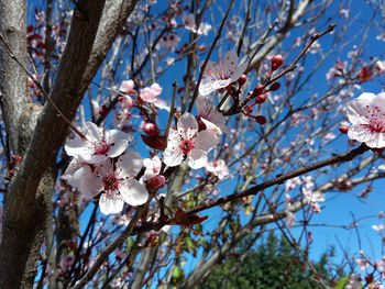 Close-up of cherry blossoms in spring