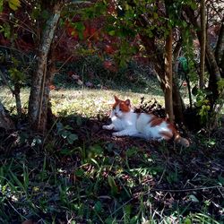 Cat sitting on grass against trees