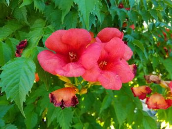 Close-up of red flowering plant