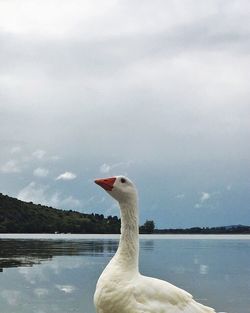 View of birds in calm lake