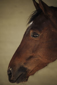 Close-up of horse