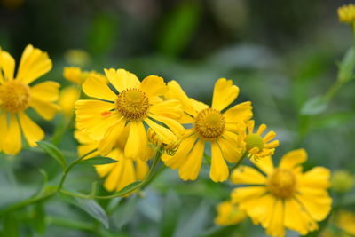 Close-up of yellow flowering plant