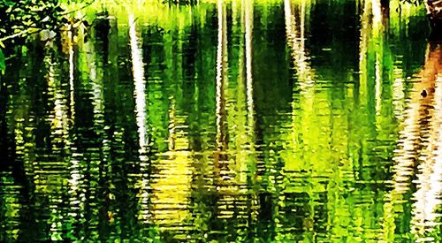 Full frame shot of fresh green plants in water