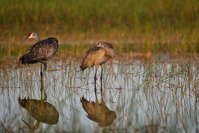 Cranes on a lake