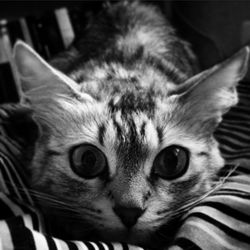 Close-up portrait of cat