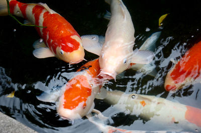 Close-up of koi fish in water