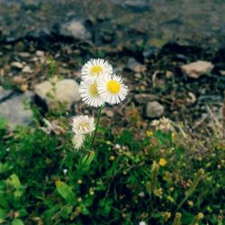 Close-up of white daisy flowers