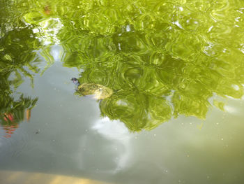 High angle view of leaf floating on lake