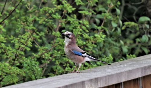 Bird perching on a railing