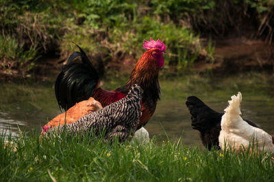 Chickens on field