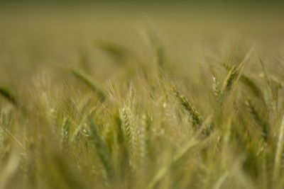 Close-up of wheat field