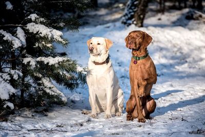 Portrait of dogs in winter