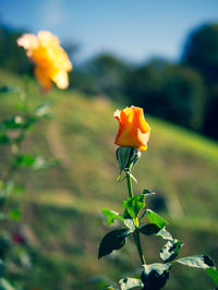 Close-up of yellow flower blooming in field