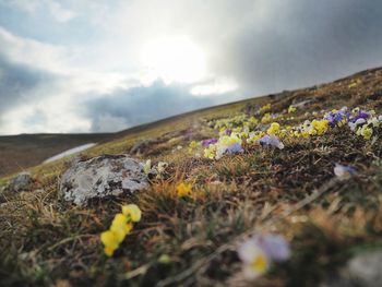 Scenic view of flowering plants on land against sky