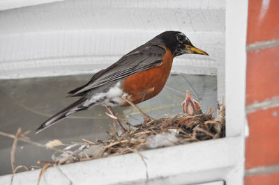 Robin bird feeding baby in a nest above my door
