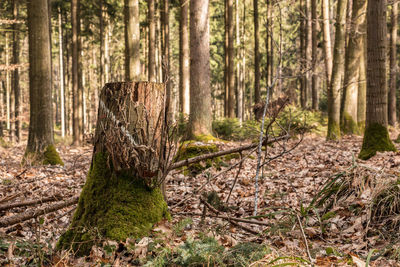 Pine trees in forest