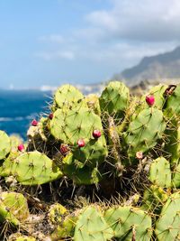 Close-up of cactus plant against sky