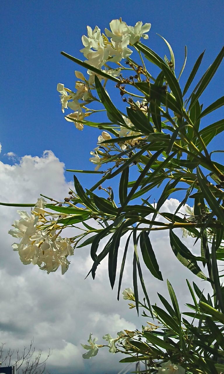 low angle view, growth, sky, tree, flower, branch, blue, nature, beauty in nature, leaf, freshness, fragility, cloud - sky, cloud, sunlight, day, white color, blossom, outdoors, no people