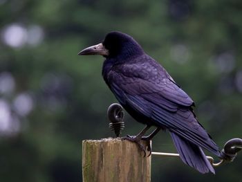 Close-up of bird perching on wooden post