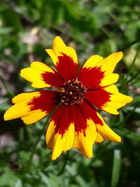 Close-up of yellow flower blooming outdoors