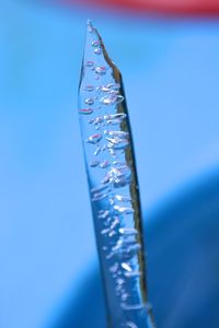 Close-up of plant against blue sky