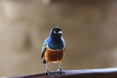 Close-up of bird perching outdoors