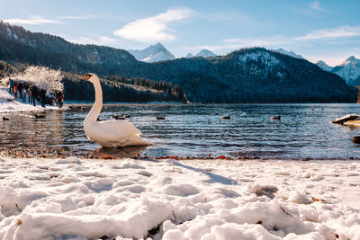 Swan swimming in lake during winter