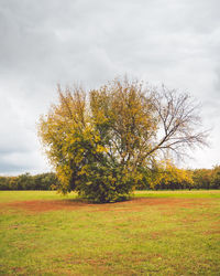 Tree on field against sky during autumn