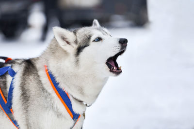 High angle view of a dog looking away