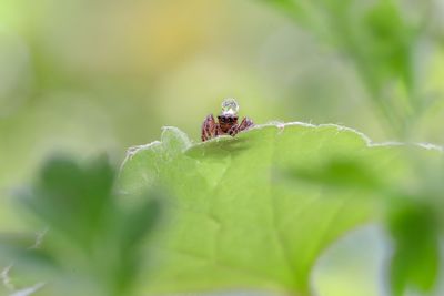 Close-up of insect on leaf