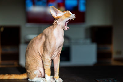 Cat yawning