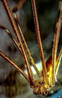 Close-up of twigs