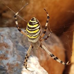 Close-up of spider on web