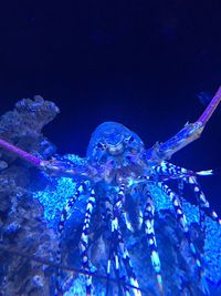 Close-up of jellyfish swimming in aquarium