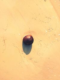 High angle view of berries on water