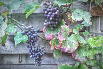 Plant growing on a tree